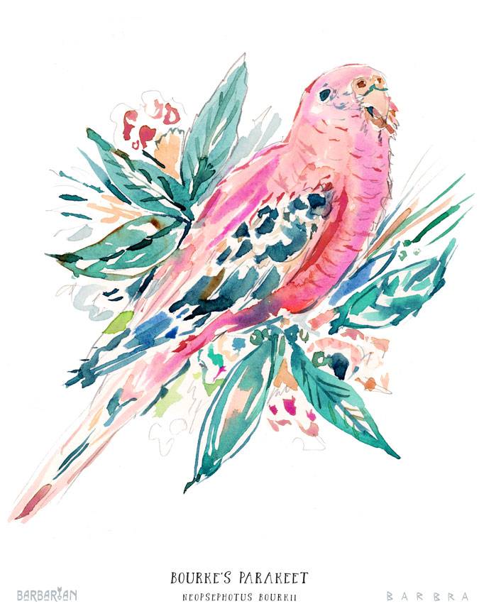 SUP the Bourke's Parakeet