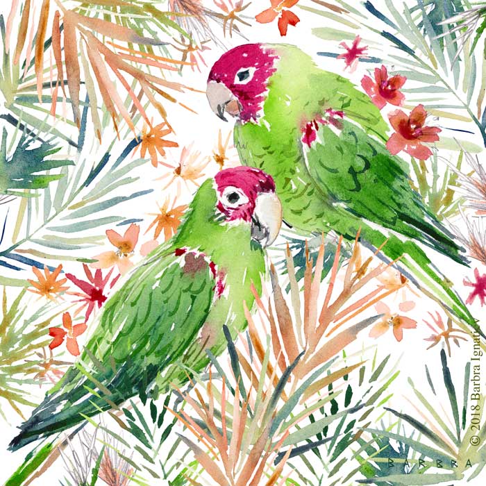 SAN AND FRANCISCO THE RED MASKED PARAKEETS
